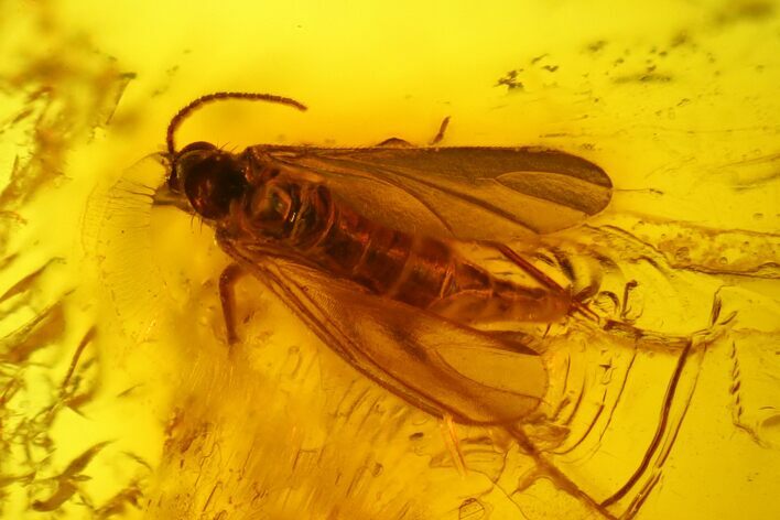 Detailed Fossil Fly (Diptera) In Baltic Amber #173634
